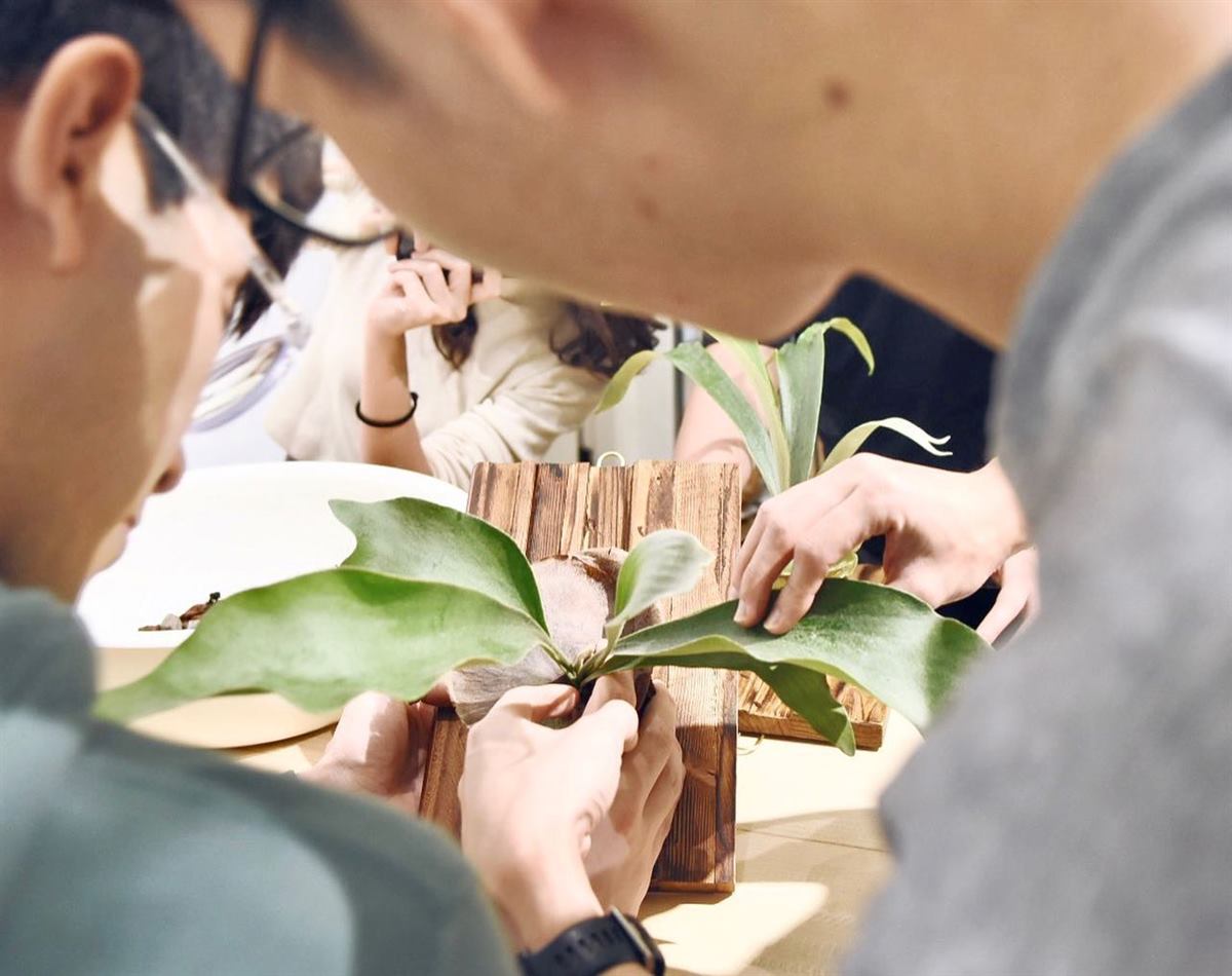 植物上板：把鹿角蕨綁上木板